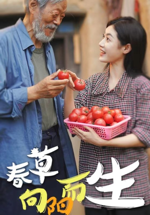 春草向阳而生（53集）最火短剧热播中