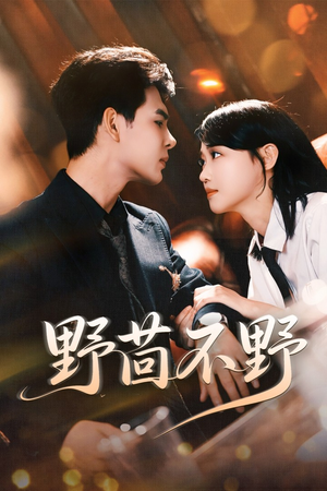 野茴不野（67集）短剧精彩片段