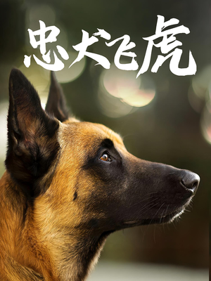忠犬飞虎(33集) 忠犬飞虎(33集)短剧太精彩